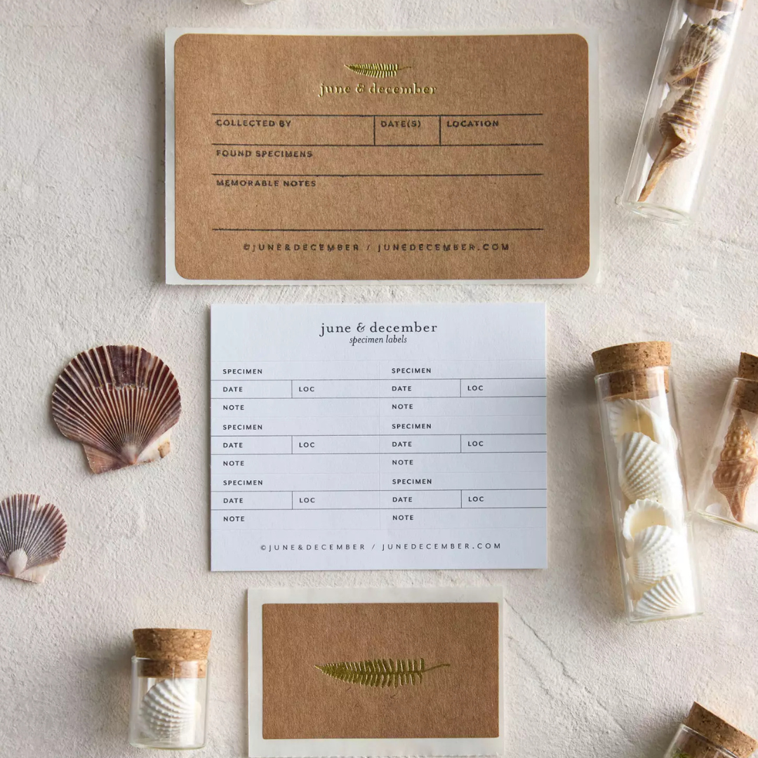 June & December Beach Collecting Kit